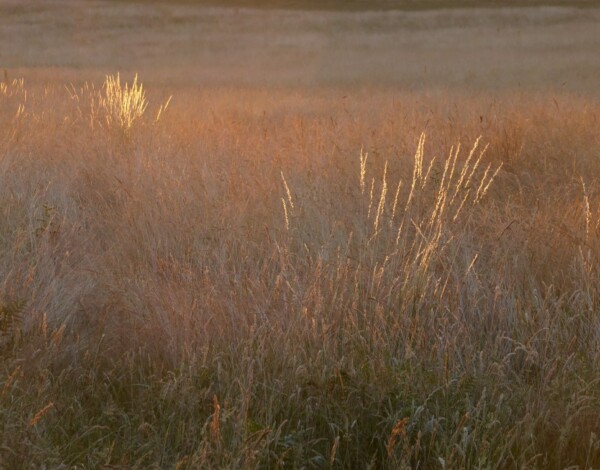 Grassland in a heatwave
