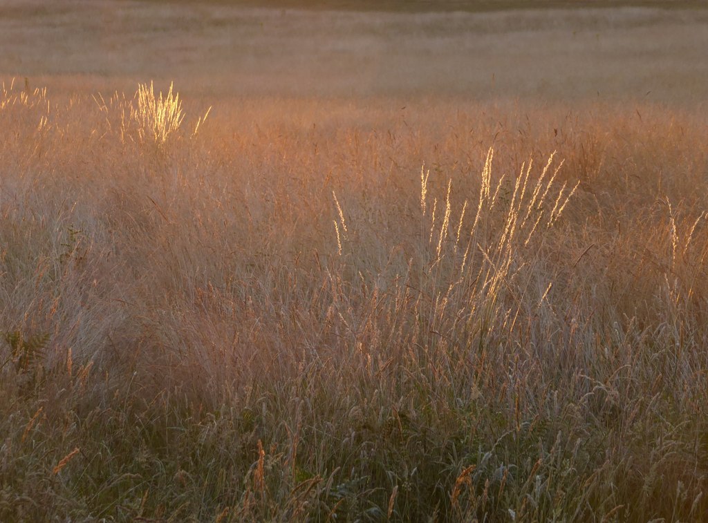 Grassland in a heatwave