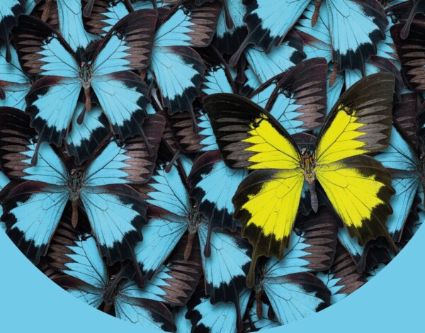 Close up of blue butterflies, with a single yellow butterfly.