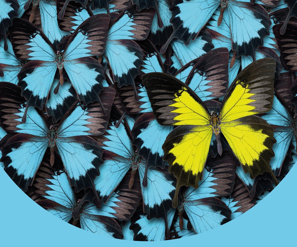Close up of blue butterflies, with a single yellow butterfly.
