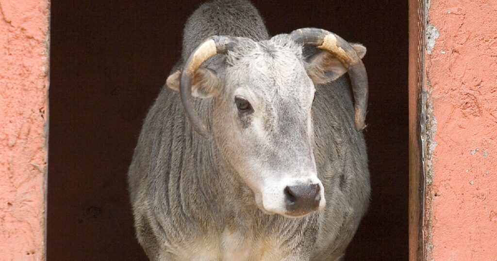 A pale cow with a white face and greyish body stands in the doorway of a red barn, looking directly at the camera. The barn interior is dimly lit, creating a stark contrast with the bright exterior, while straw is scattered on the ground both inside and outside the barn.