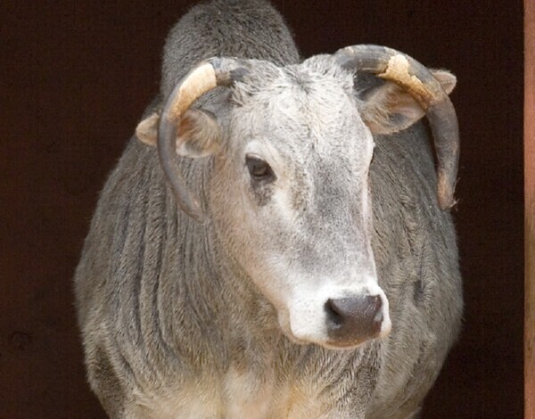 A pale cow with a white face and greyish body stands in the doorway of a red barn, looking directly at the camera. The barn interior is dimly lit, creating a stark contrast with the bright exterior, while straw is scattered on the ground both inside and outside the barn.
