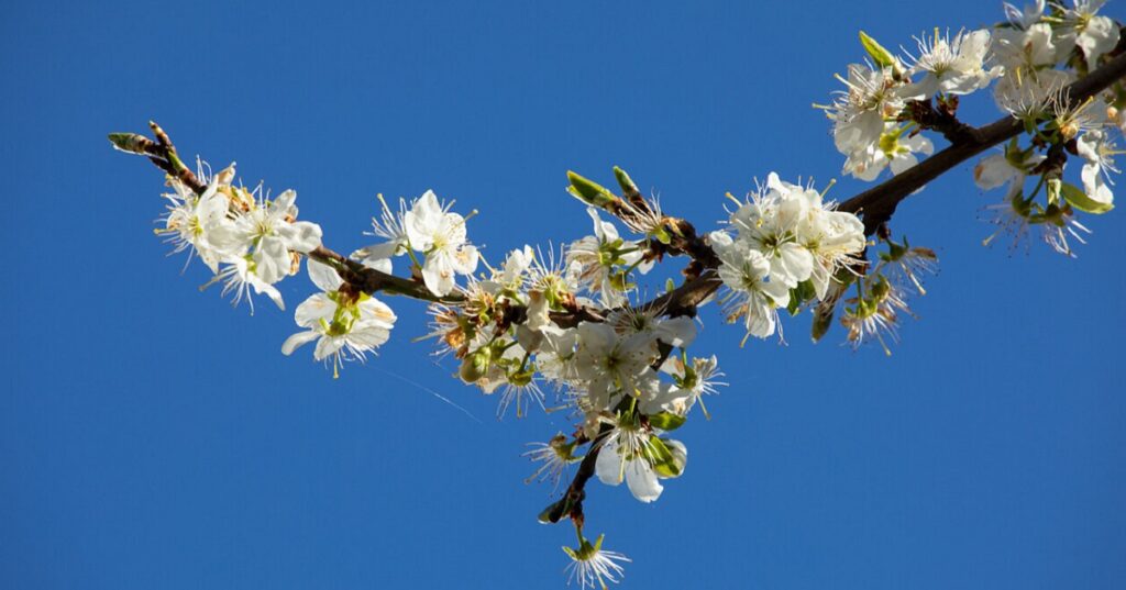 A blossoming tree branch with white flowers against a blue sky.