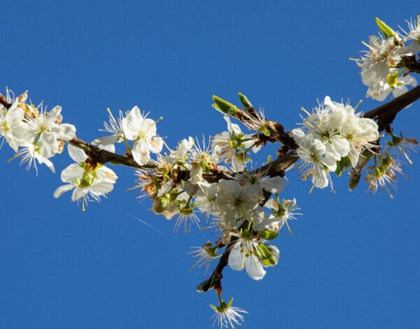A blossoming tree branch with white flowers against a blue sky.