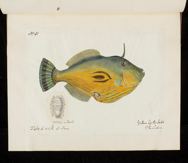 A sketch of a Tabaduck fish with a horn-like projection on its head. It has a tail fin, dorsal fin, anal fin and tiny pectoral fins on either side. A small, detailed drawing highlights the fish’s intricate scale pattern, showcasing its diverse adaptations.