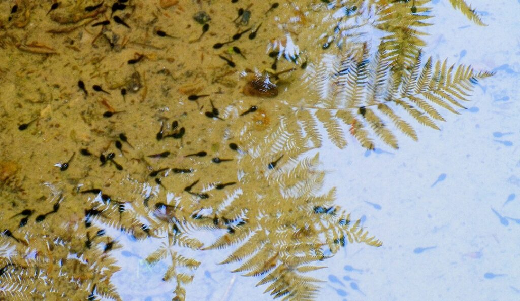 Ferns reflected into a Pool with tadpoles