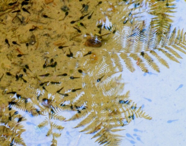Ferns reflected into a Pool with tadpoles