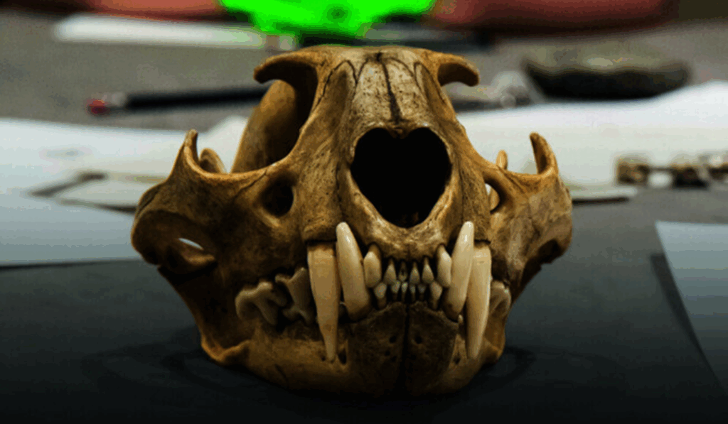 Animal skull with prominent canines on a tabletop.