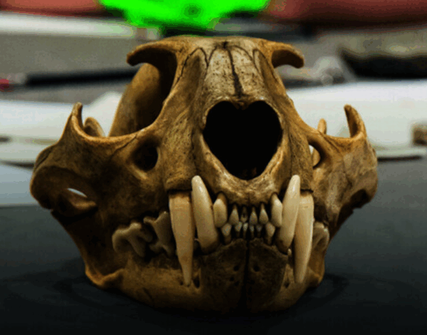 Animal skull with prominent canines on a tabletop.