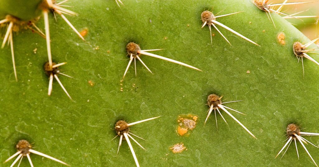 Close up photograph of a cactus