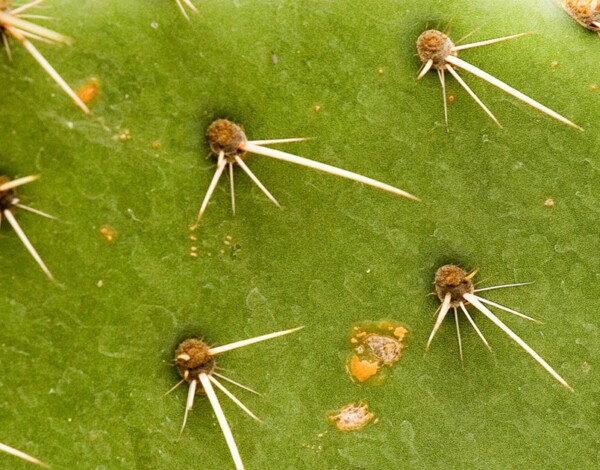 Close up photograph of a cactus