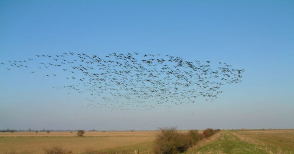Migrating Birds on Saltmarshes View of the sea defence wall as a flock of migrating birds, disturbed while feeding, rise from the wheat field "en masse".