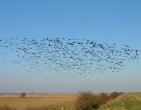 Migrating Birds on Saltmarshes View of the sea defence wall as a flock of migrating birds, disturbed while feeding, rise from the wheat field 
