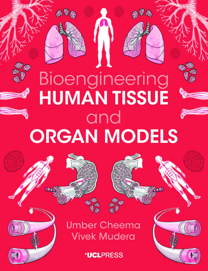 Bioengineering Human Tissue and Organ Models